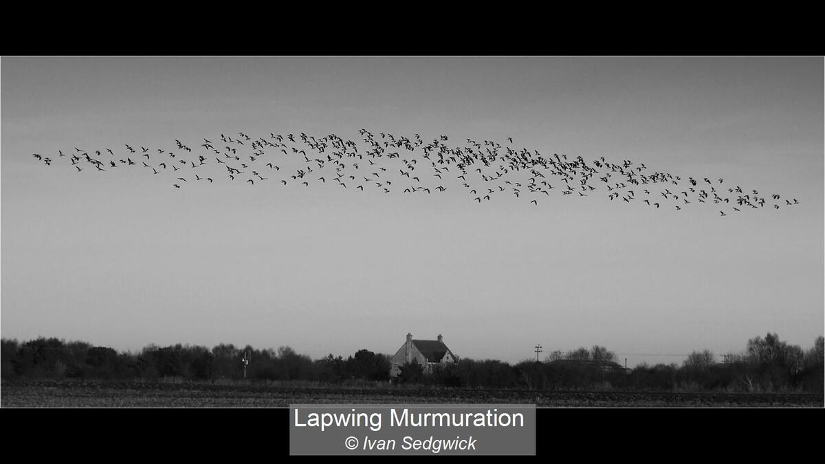 46_Lapwing Murmuration_Ivan Sedgwick